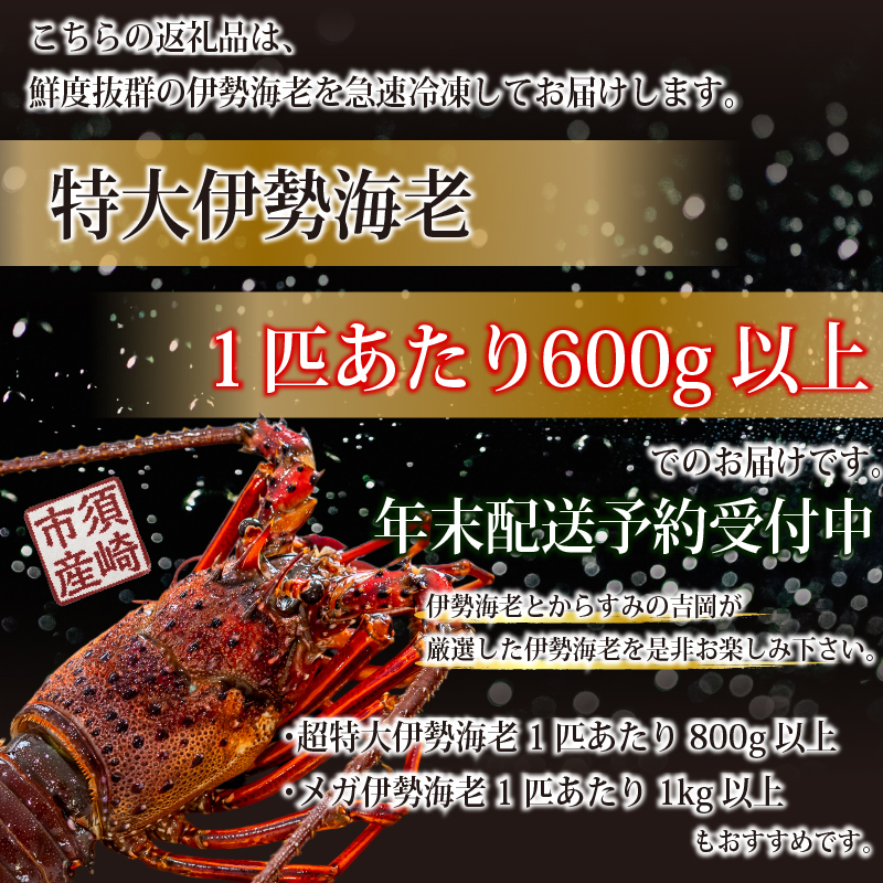 特大 伊勢海老 年末予約 600g以上 1匹~7匹 伊勢海老 エビ いせえび 人気伊勢海老 伊勢海老刺身 生き 活魚 高級 鮮魚 海鮮 魚介 刺身 お造り 焼き物 汁物 BBQ 魚介類 おつまみ 国産 伊勢海老国産 人気 便利 活